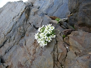 05 fiori sulla roccia